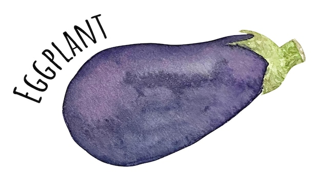 Watercolor illustration of purple eggplant Fresh raw vegetables Eggplant lover illustration