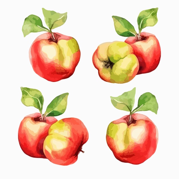 Vector watercolor illustration of a quince fruit