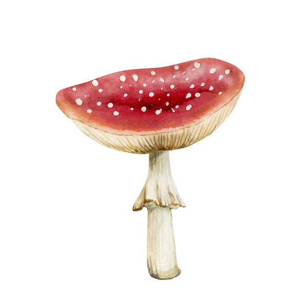 Watercolor illustration of red mushroom fly agaric.