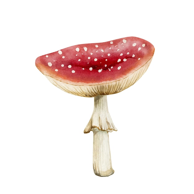 붉은 버섯 비행 agaric의 수채화 그림입니다.