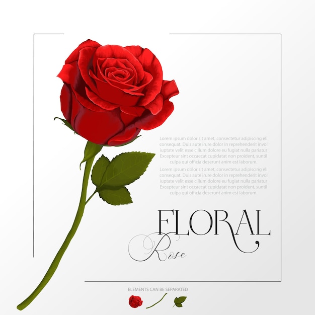 Vector watercolor illustration of red rose flower