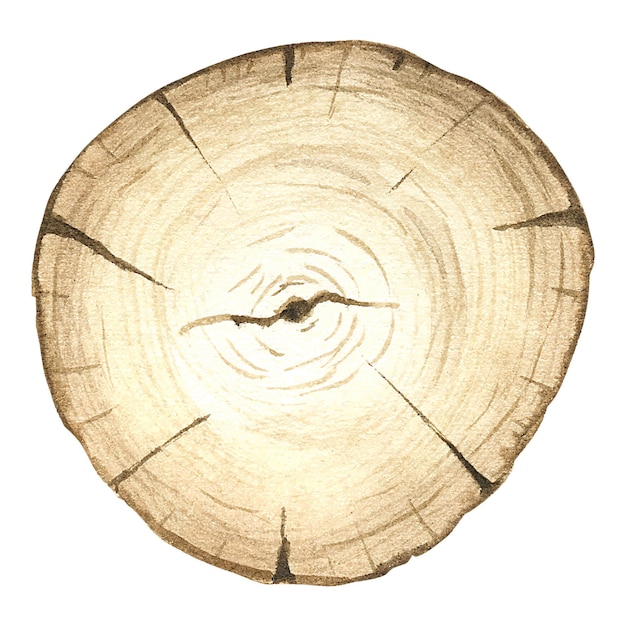 Vector watercolor illustration of a sawn tree of rounded shape image of tree rings