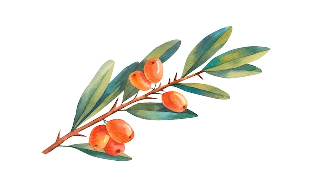 Watercolor illustration of a sea buckthorn branch on a white background