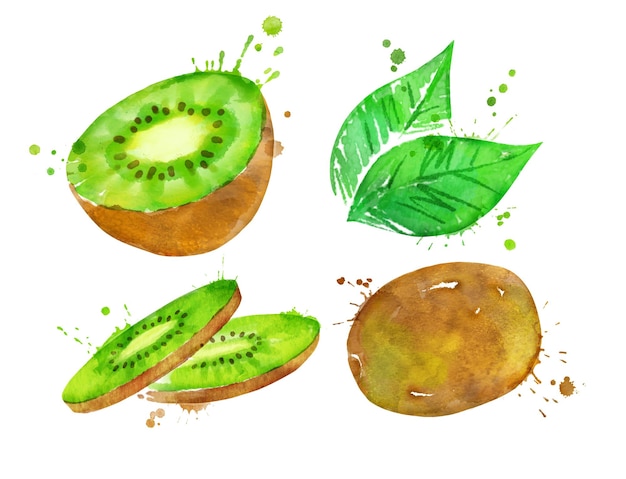 Watercolor illustration set of kiwi