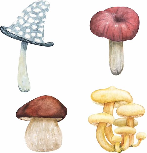 Watercolor illustration set of mushrooms.