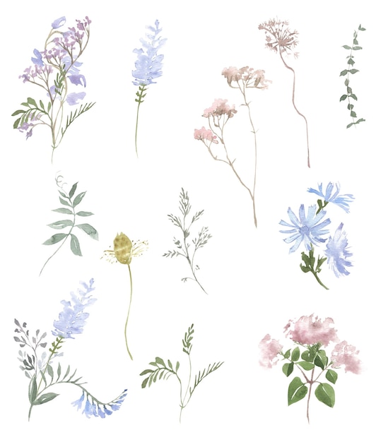 Watercolor illustration set of wild flowers