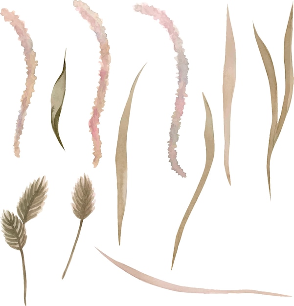 Vector watercolor illustration. set with dried flowers and blades of grass