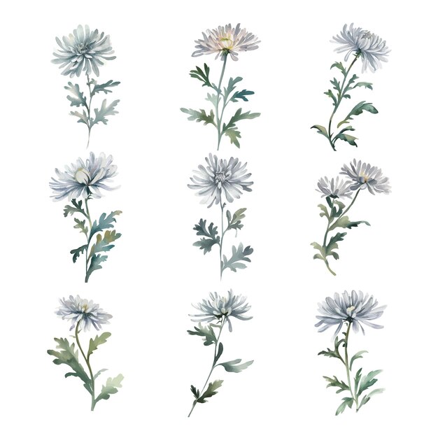 Vector watercolor illustration of silver chrysanthemum flowers isolated on white background