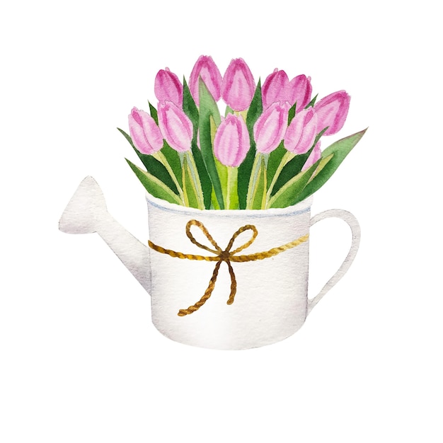 Watercolor illustration of spring pink tulip flowers in watering can