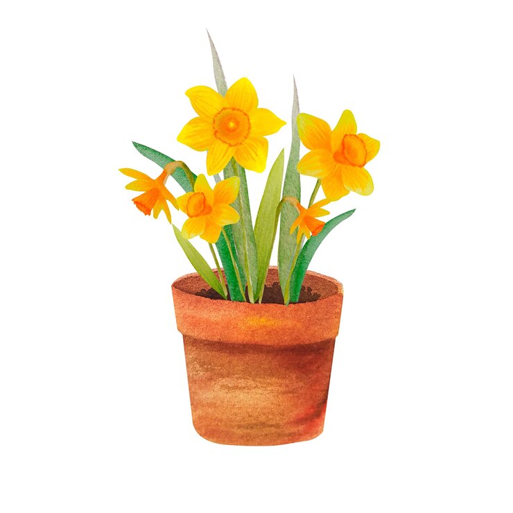 Watercolor illustration of spring yellow narcissus flowers in terracot flowerpot