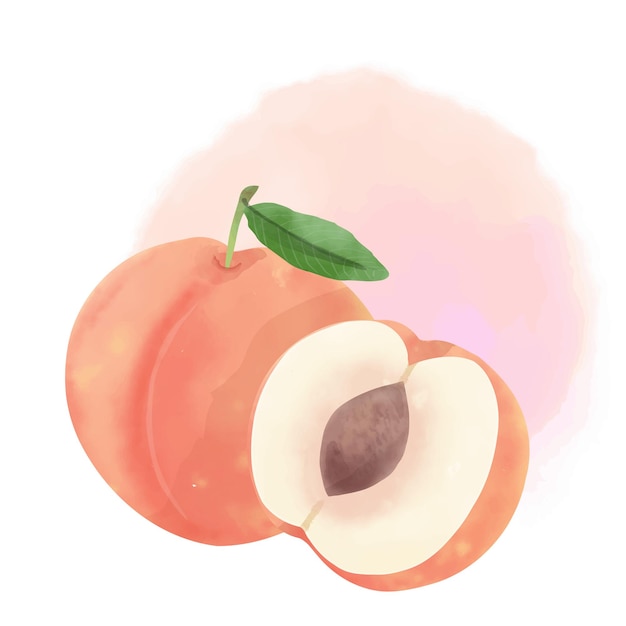 Vector watercolor illustration style fruit peach