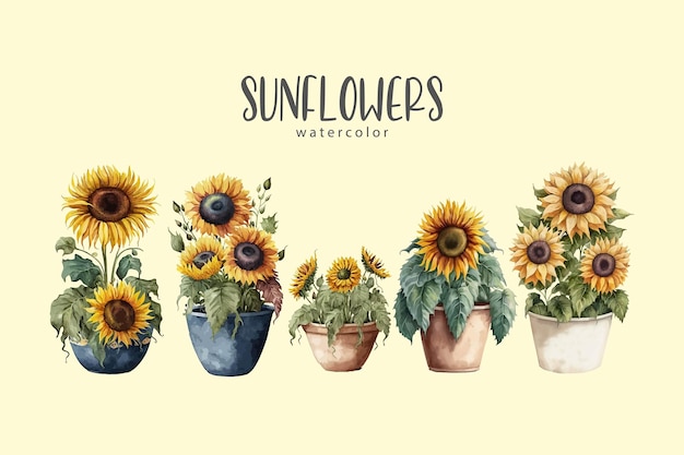 Watercolor illustration of sunflowers in pots