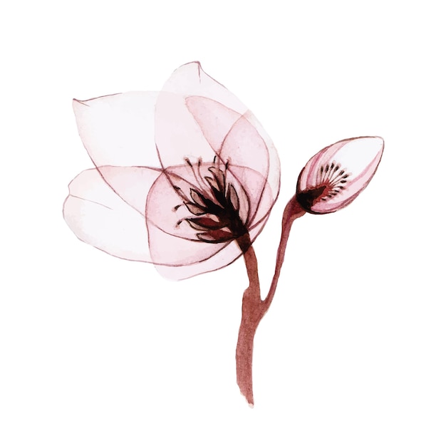 透明な花の水彩イラスト。白で隔離される透明なヘレボルスの花