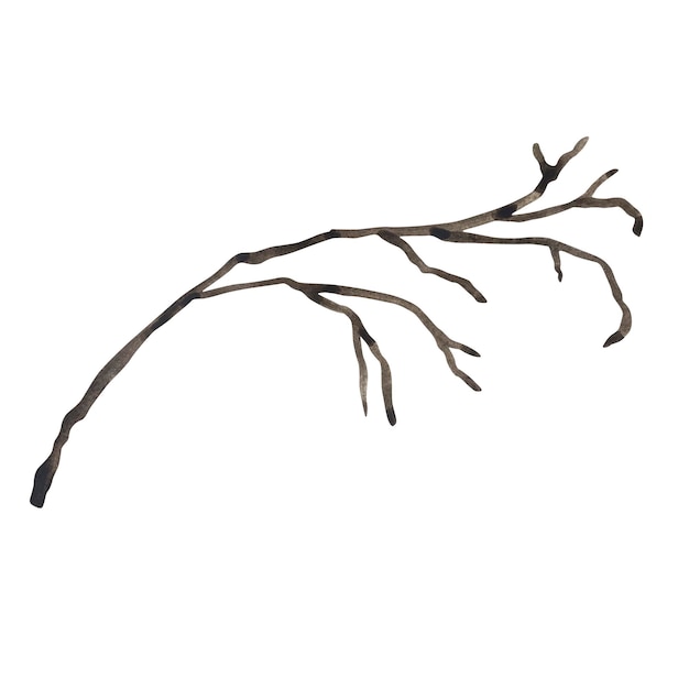 Watercolor illustration tree branch