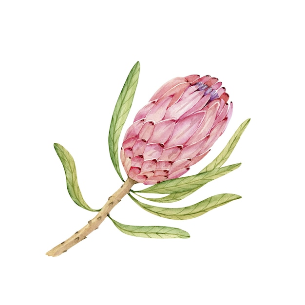 Illustrazione ad acquerello di protea di fiori tropicali