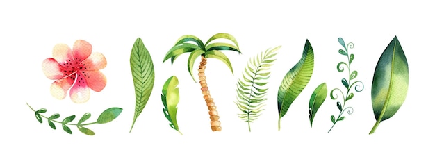 Illustrazione ad acquerello di foglie tropicali palme della giungla fiori esotici set di elementi dipinti a mano