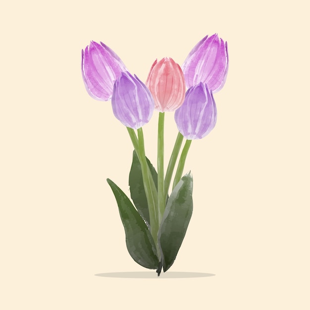 Vector watercolor illustration of tulip flowers