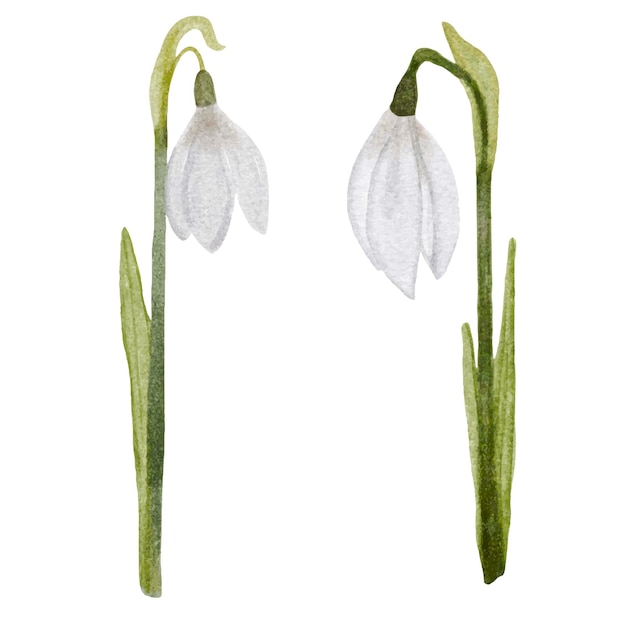 watercolor illustration of two snowdrop flowers isolated on white background