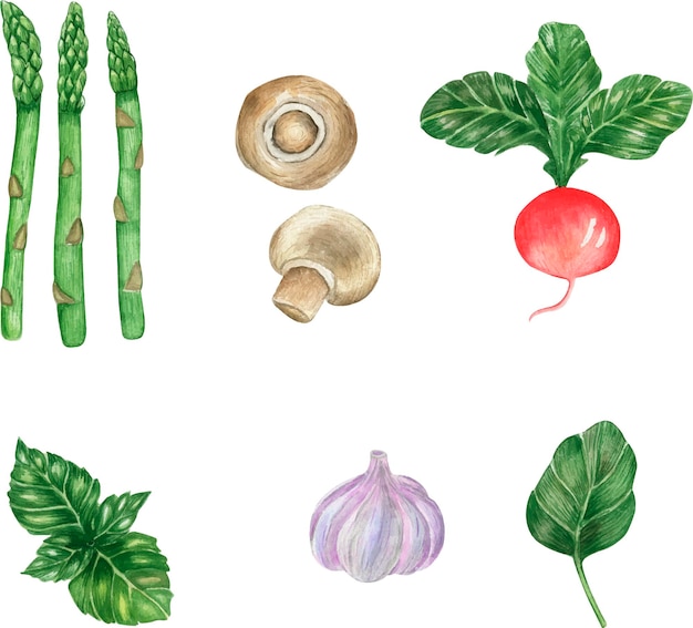 Watercolor illustration of vegetables healthy food