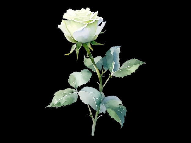 watercolor illustration of a white rose on a black background