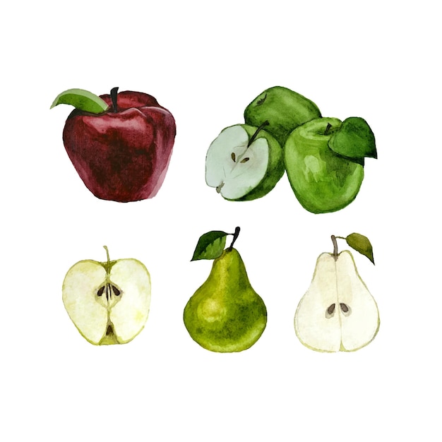 Vector watercolor illustration with apples and pears