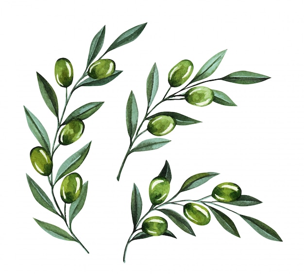 Vector watercolor illustration with olive branches and berries. floral illustration for wedding stationary, greetings, wallpapers, fashion and invitations.