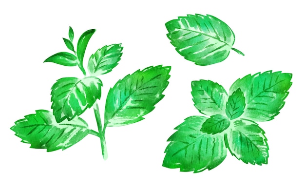 Watercolor illustrations of mint branch and leaves