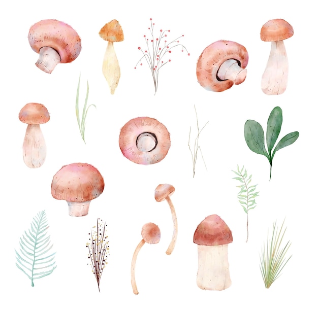 watercolor illustrations of mushrooms and plants