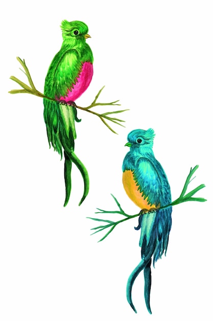 Vector watercolor illustrations of tropical birdsthe parrot is multicolored