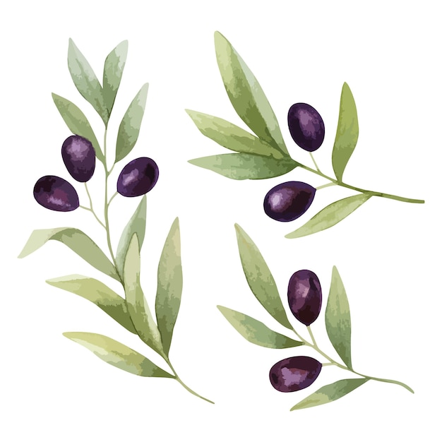 Vector watercolor illustrations with olive tree branches and olives fruits on white background clip art