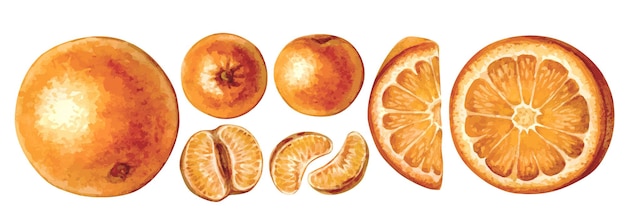 Watercolor illustrations with oranges and tangerines isolated on white background