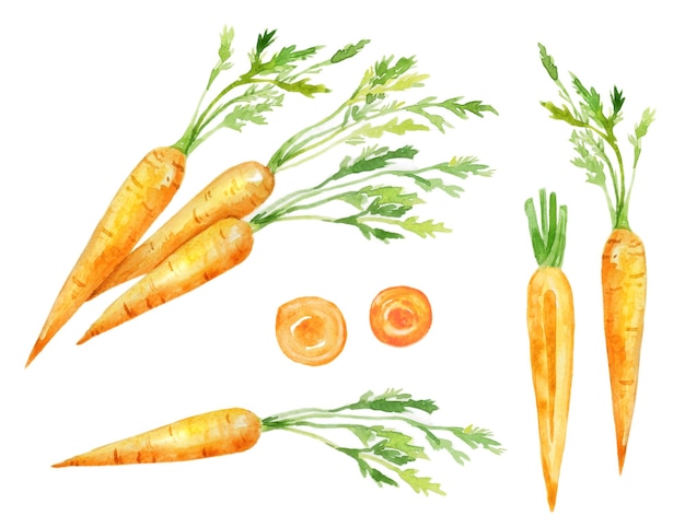 Watercolor image of carrot