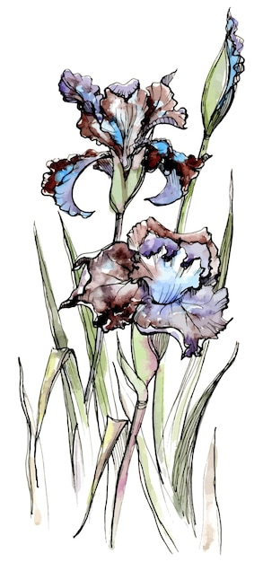 Fiori e foglie di iris disegnati a mano ad acquerello e inchiostro sul gambo