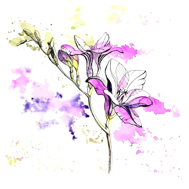 Watercolor and ink handdrawn freesia flower