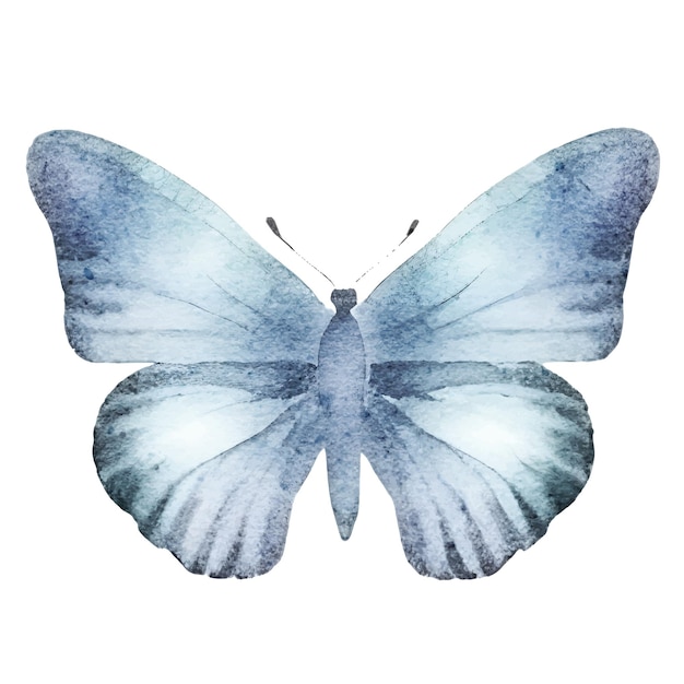 Watercolor insect butterfly clip art with multiple colors