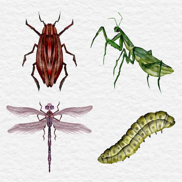 Vector watercolor insect collection clip art illustration