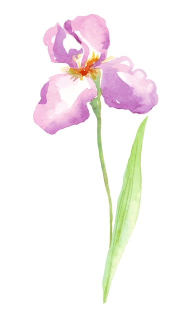 Watercolor iris Vector