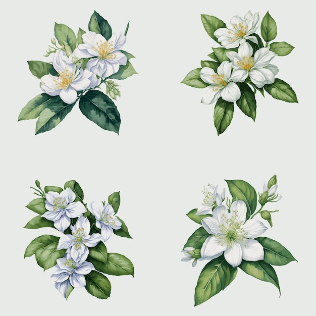 Vector watercolor jasmine flower flower