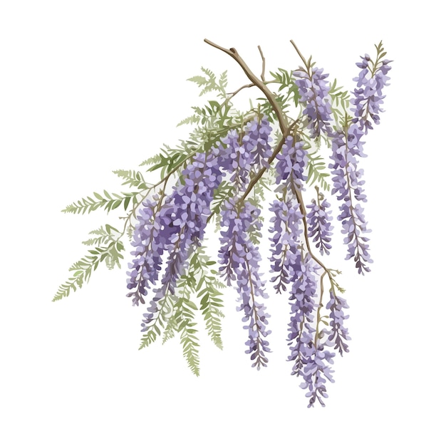 Watercolor kentucky wisteria macrostachya clipart editable white background