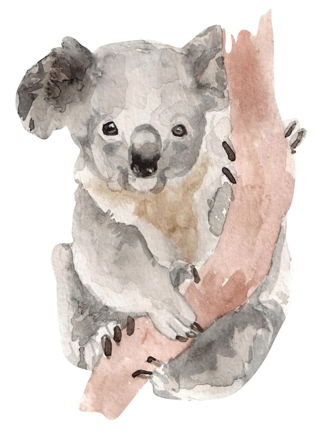 watercolor koala illustration for kids isolated on white