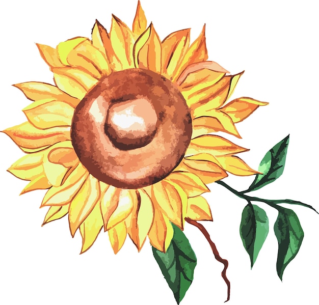 Watercolor of large sunflower flower with leaves and branch. Vector one element