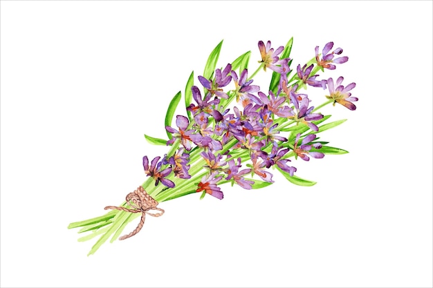 Watercolor lavender bouquet with twine Beautiful floral bouquet isolated on white background