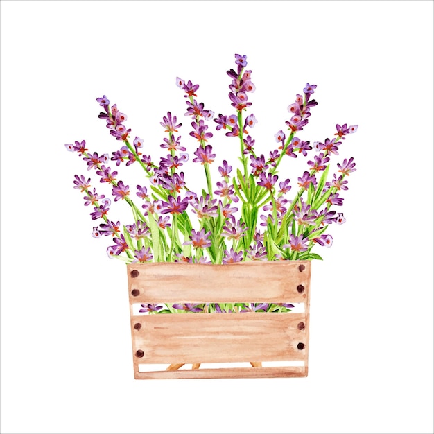 Watercolor lavender bouquet in the wooden box. Beautiful floral bouquet isolated on white background