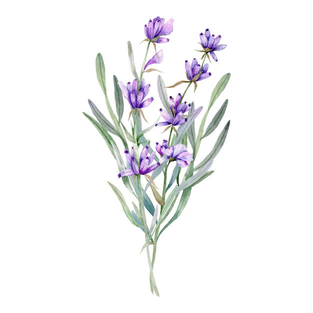 Vector watercolor lavender bouquet