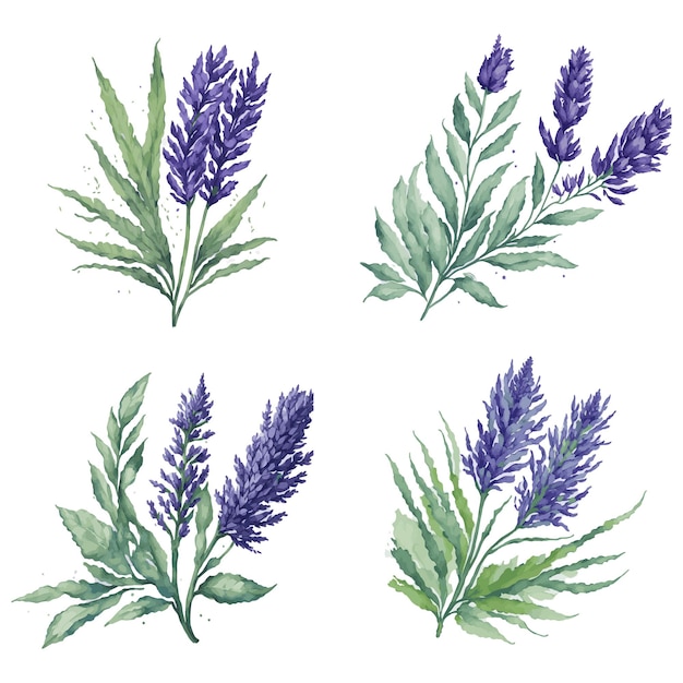 watercolor Lavender flower and green leaf