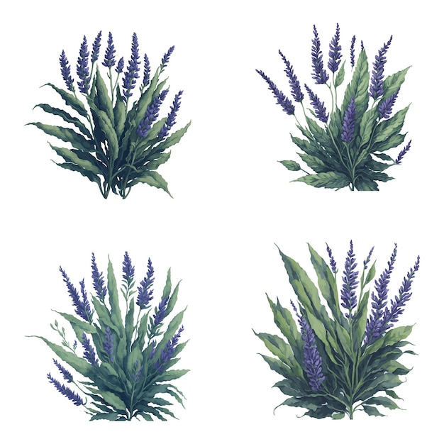 Vector watercolor lavender flower