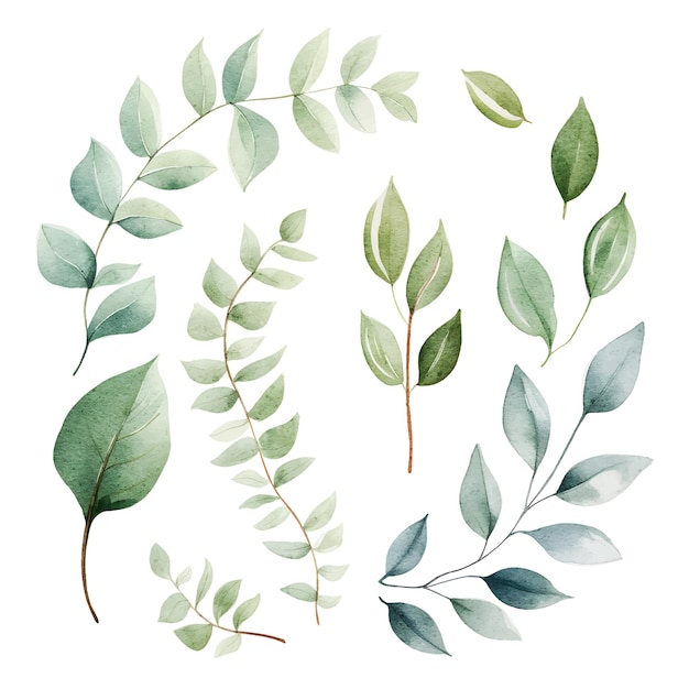 watercolor leaves botanical illustrations set