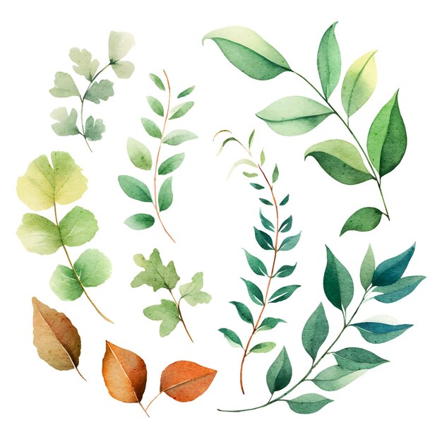 Vector watercolor leaves botanical illustrations set