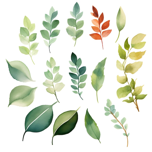 watercolor leaves botanical illustrations set