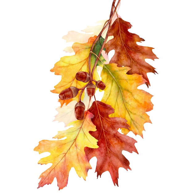 Watercolor leaves and branches in the autumn season